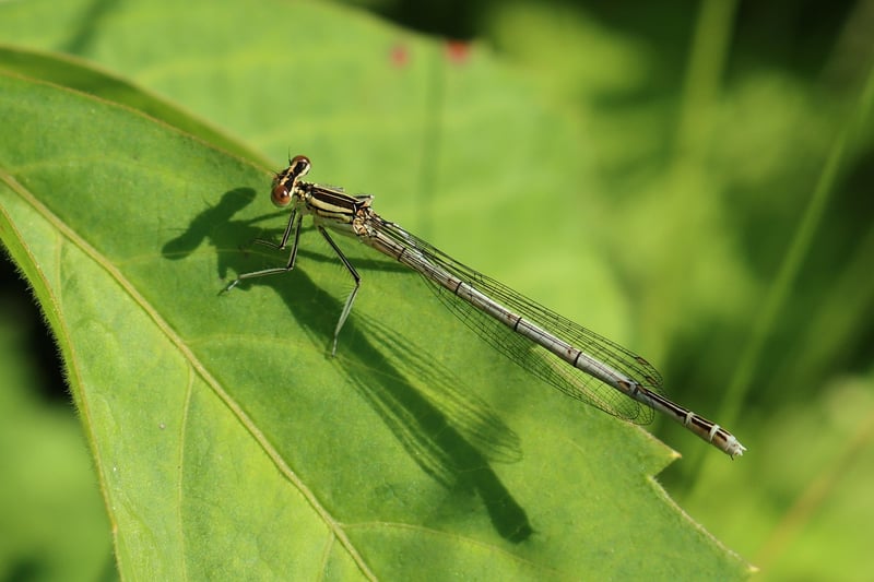 Dragonfly
